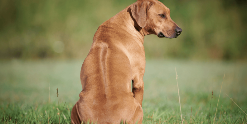 Nowość: Badanie genu Ridge u Rhodesian Ridgebacków! - LABOKLIN Polska