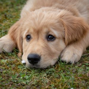 Najczęściej zadawane pytania na temat leptospirozy u psów
