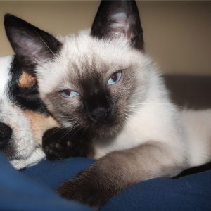 Parwowirusy u psów i kotów