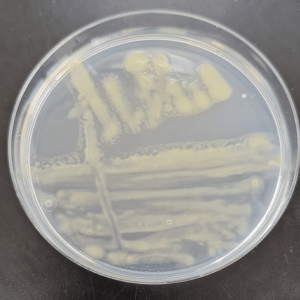 fig-1-flavobacterium-columnare-colonies