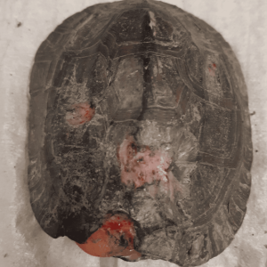 fig-2-shell-lesions-caused-by-emydomyces-testavorans