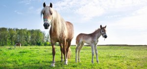Badanie higieny hodowli i diagnostyka hormonalna ciąży u koni