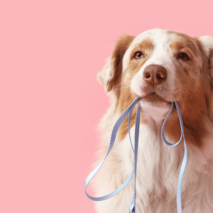 Test genetyczny Imerslund-Gräsbeck syndrome (IGS) dla ras Australian Shepherd i Miniature American Shepherd