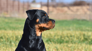 Nowość: Test genetyczny Congenital hypothyroidism with dwarfism dla rasy Rottweiler